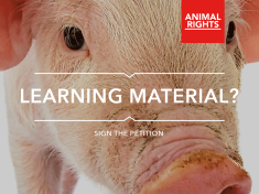 Piglets and lambs as learning material for students!